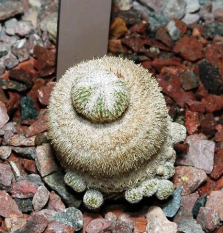 Epithelantha_micromeris